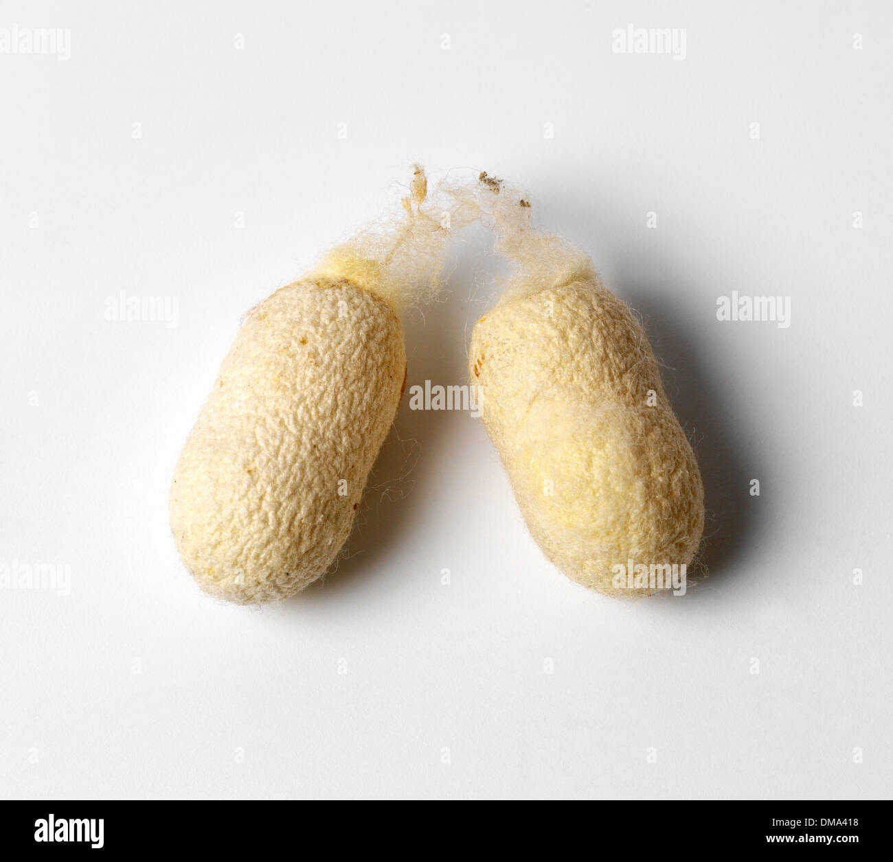 Silkworm Cocoons Stock Photo