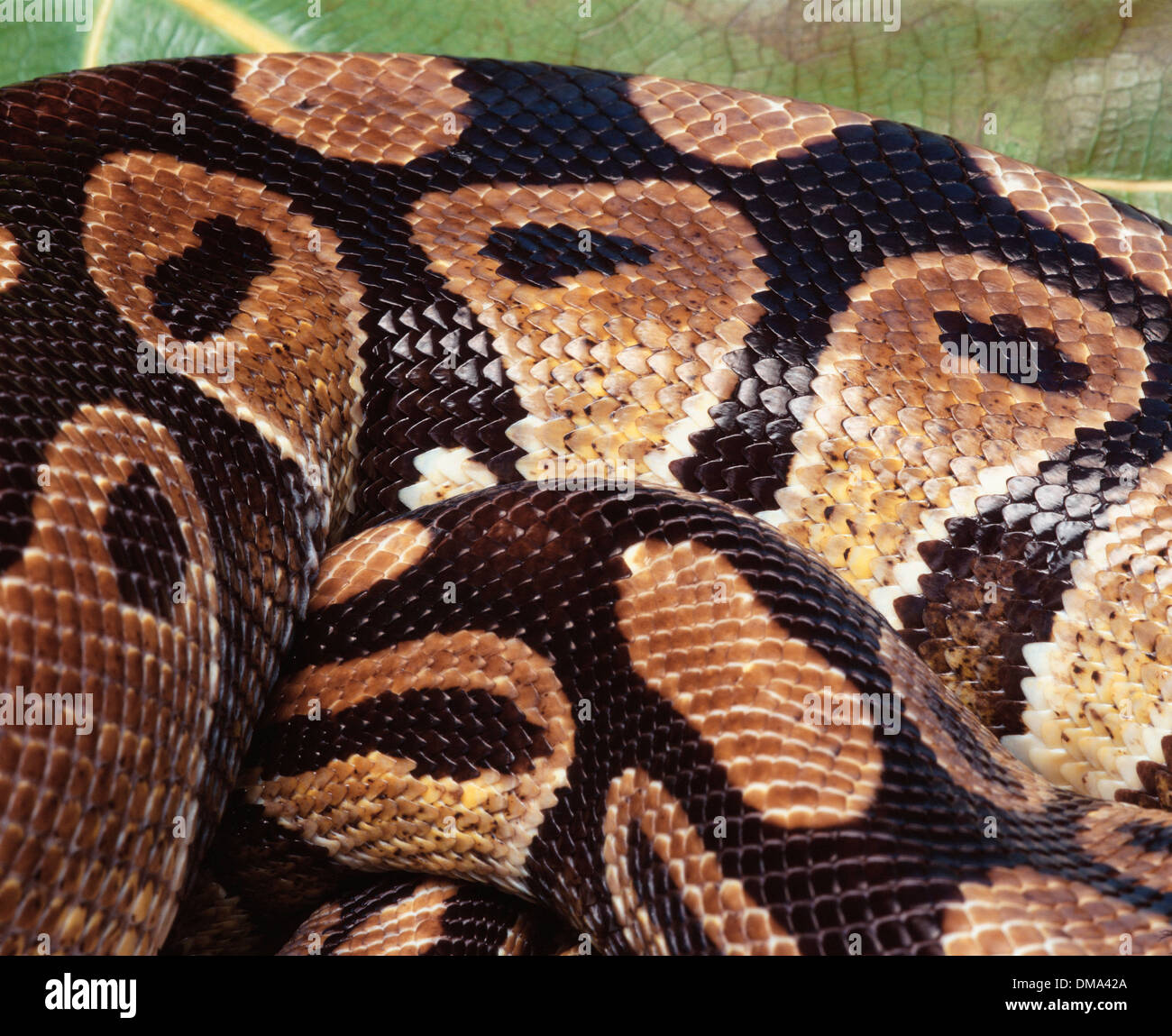 Royal Python Body Stock Photo - Alamy