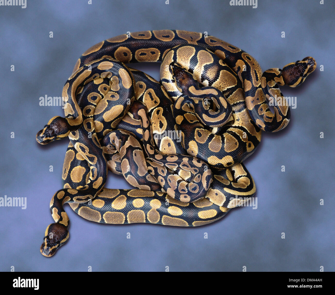 Royal pythons hi-res stock photography and images - Alamy