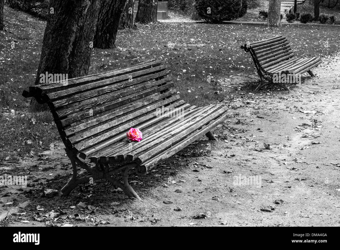 Rosa on a bench in autumn Stock Photo