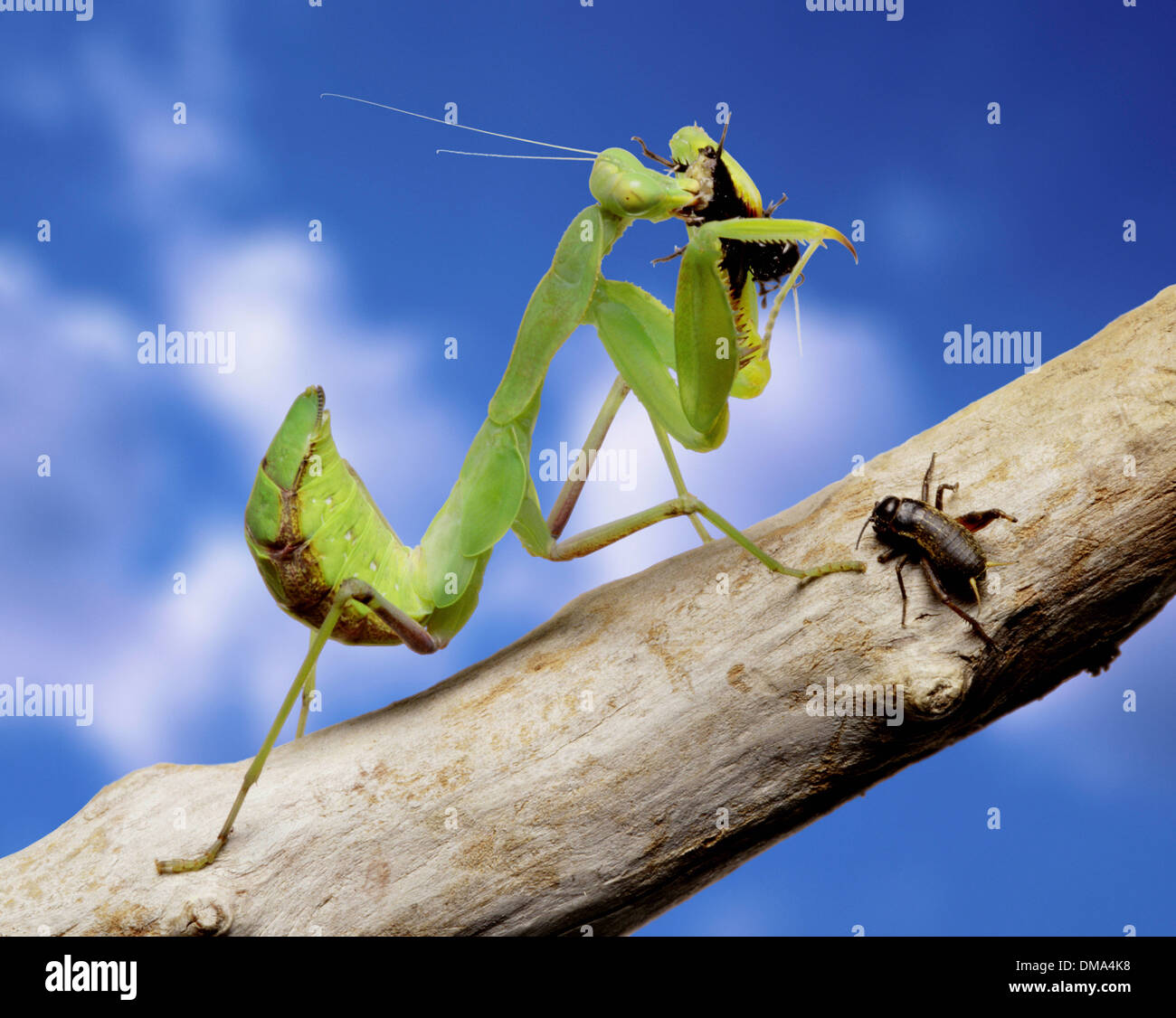 Praying Mantis eating a cricket Stock Photo