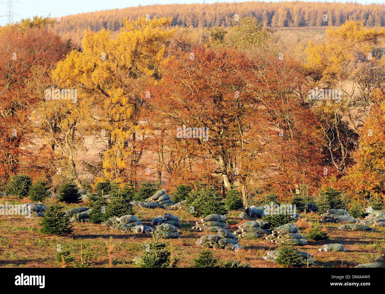 Fasque Christmas Tree Partnership estate near Fettercairn in Aberdeenshire. Stock Photo