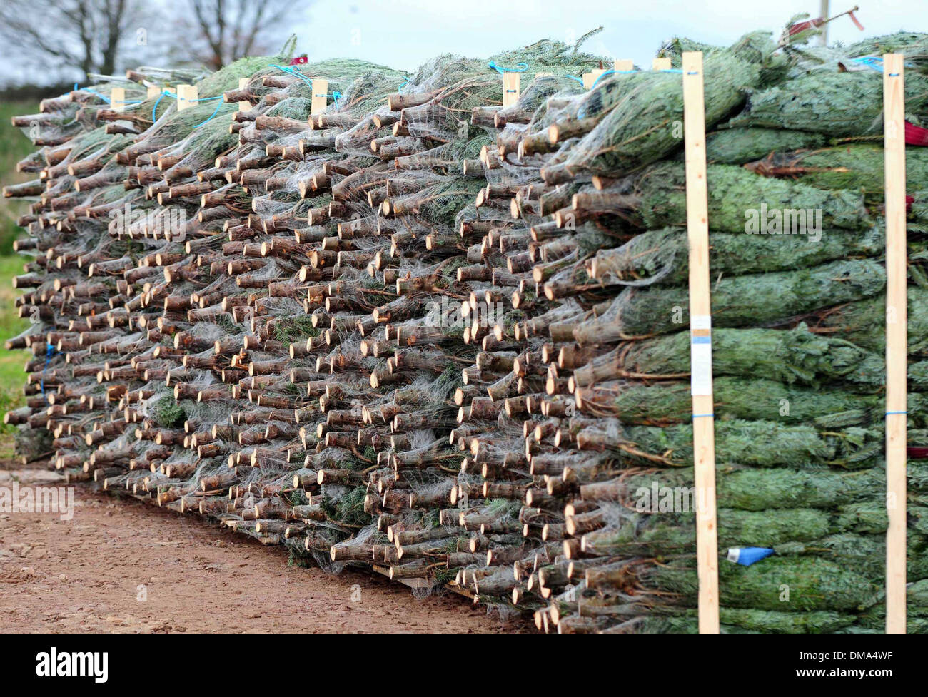 Fasque Christmas Tree Partnership estate near Fettercairn in Aberdeenshire. Stock Photo