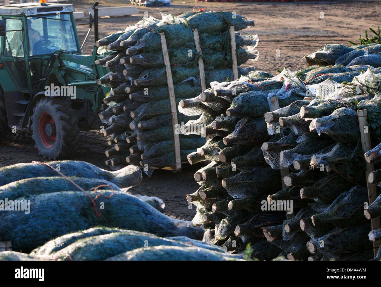 Fasque Christmas Tree Partnership estate near Fettercairn in Aberdeenshire. Stock Photo