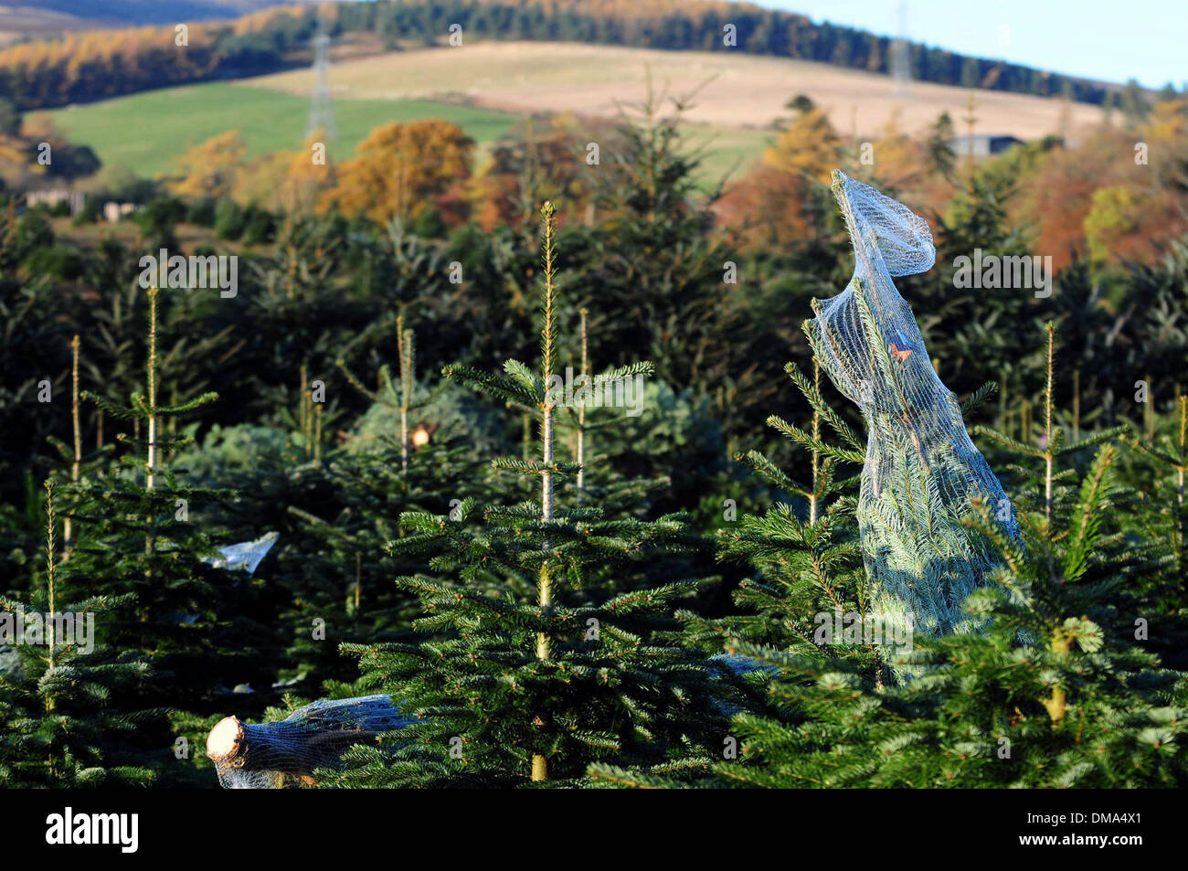 Fasque Christmas Tree Partnership estate near Fettercairn in Aberdeenshire. Stock Photo