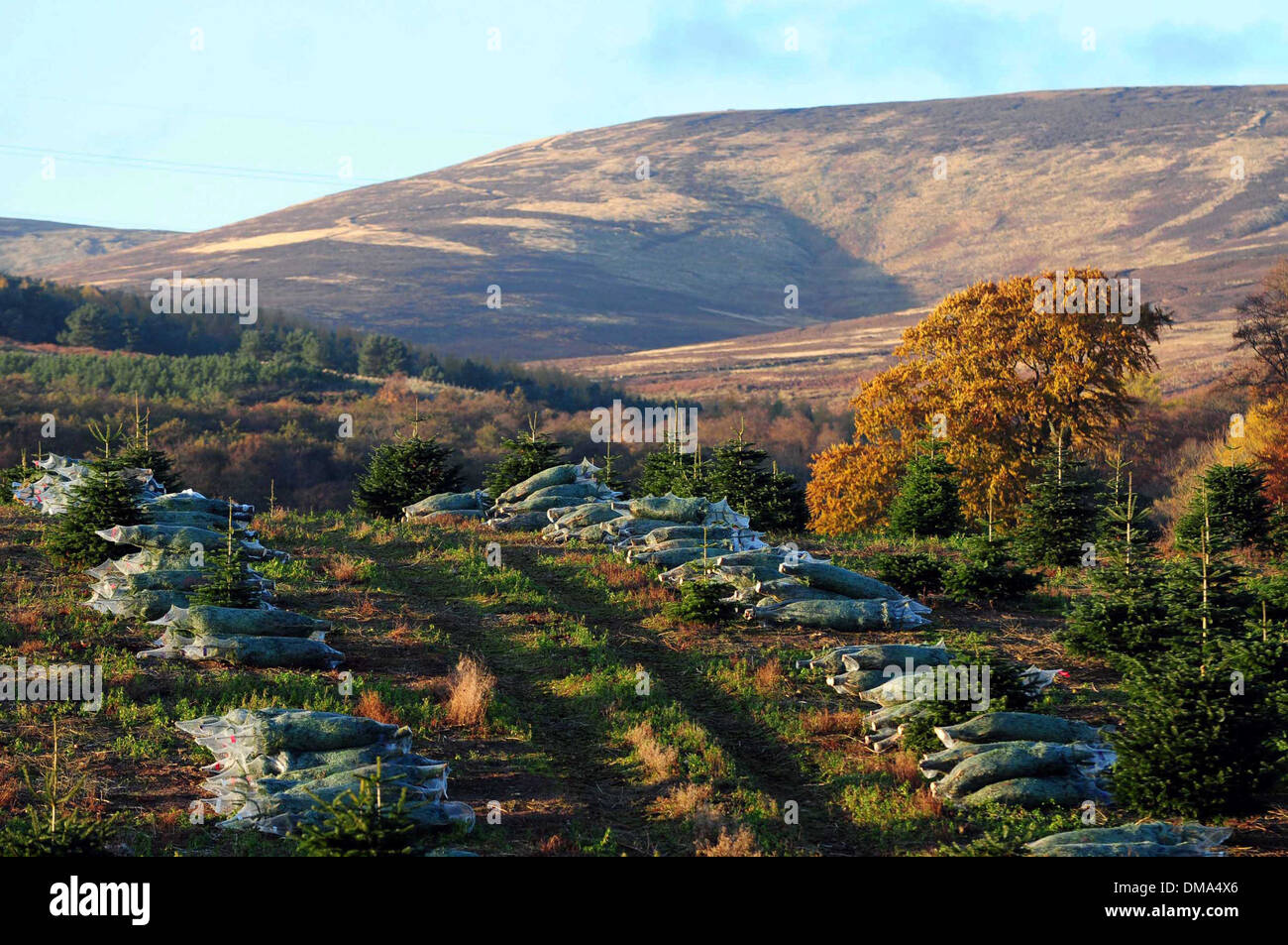 Fasque Christmas Tree Partnership estate near Fettercairn in Aberdeenshire. Stock Photo