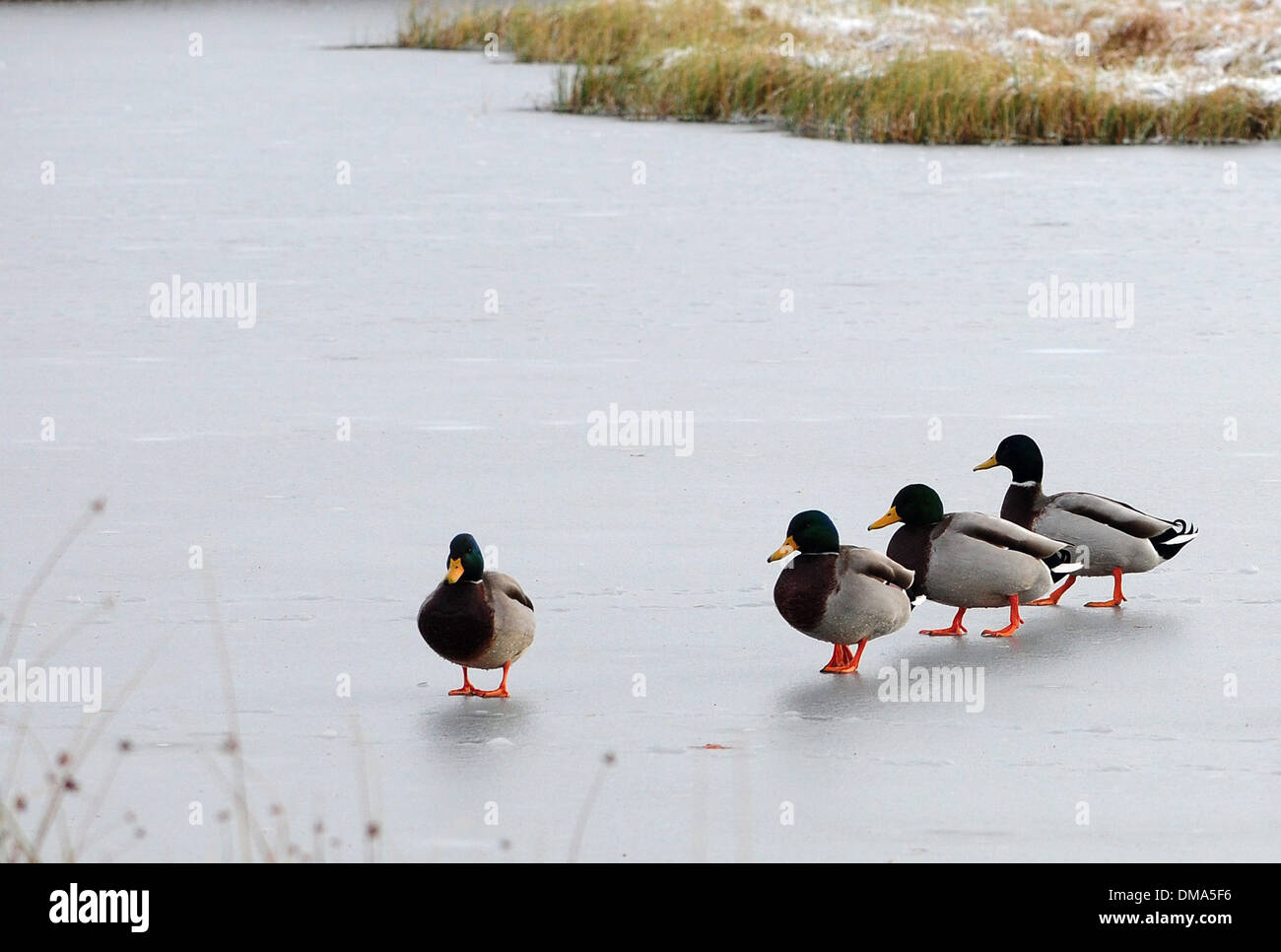 Ducks brave a march across a frozen pond near Braemar in Aberdeenshire Stock Photo