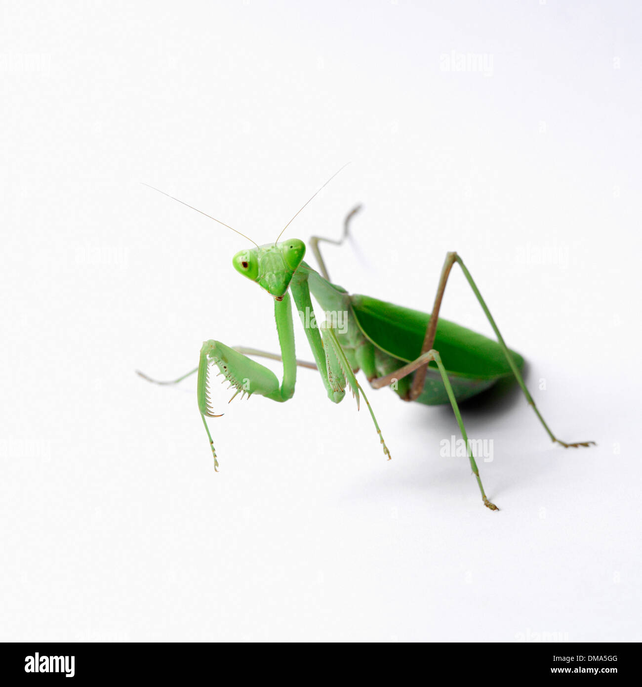 Temperate insect hi-res stock photography and images - Alamy