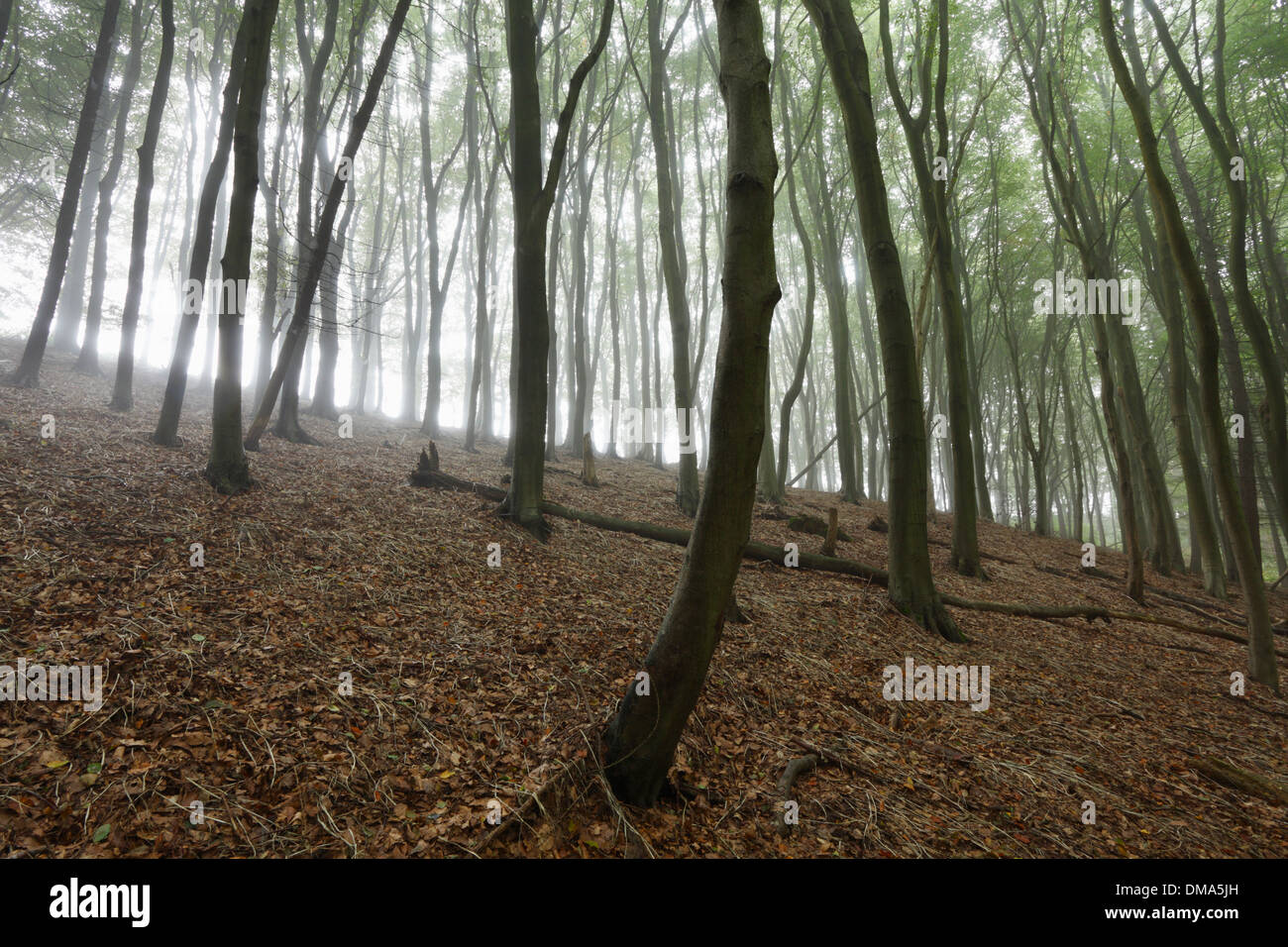 Beech Woodland in Early Autumn Mist. Stock Photo