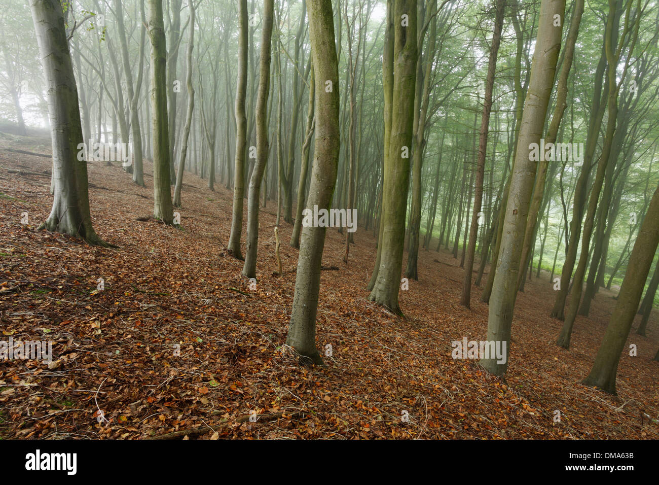 Beech Woodland in Early Autumn Mist. Stock Photo