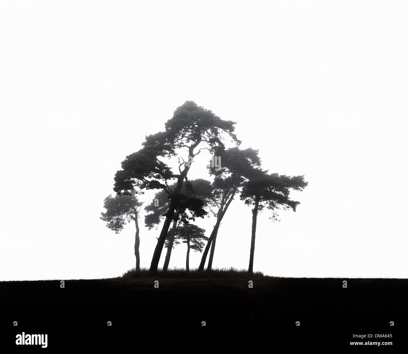 Silhouette of a clump of Scots Pine Trees (Pinus sylvestris) in morning fog. Stock Photo