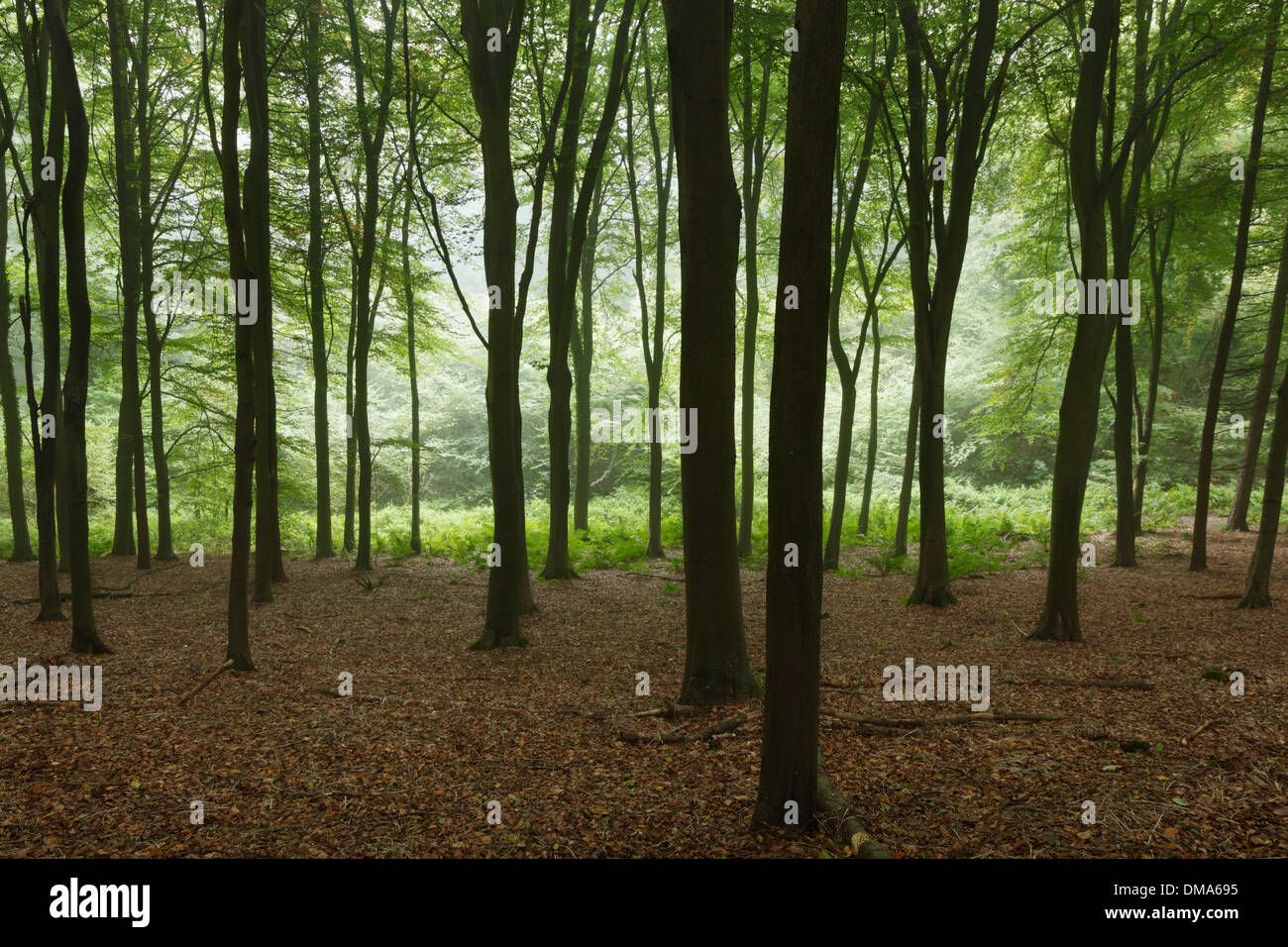 Summer beech trees hi-res stock photography and images - Alamy