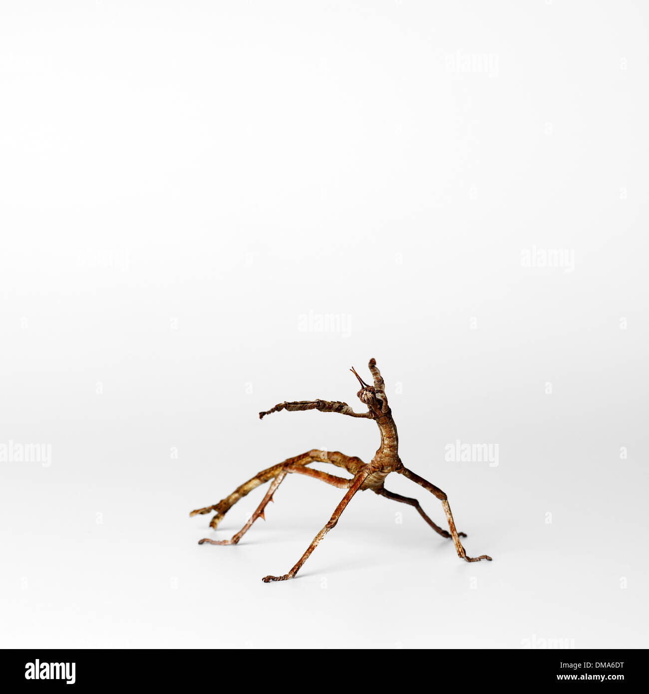 Stick Insect Stock Photo