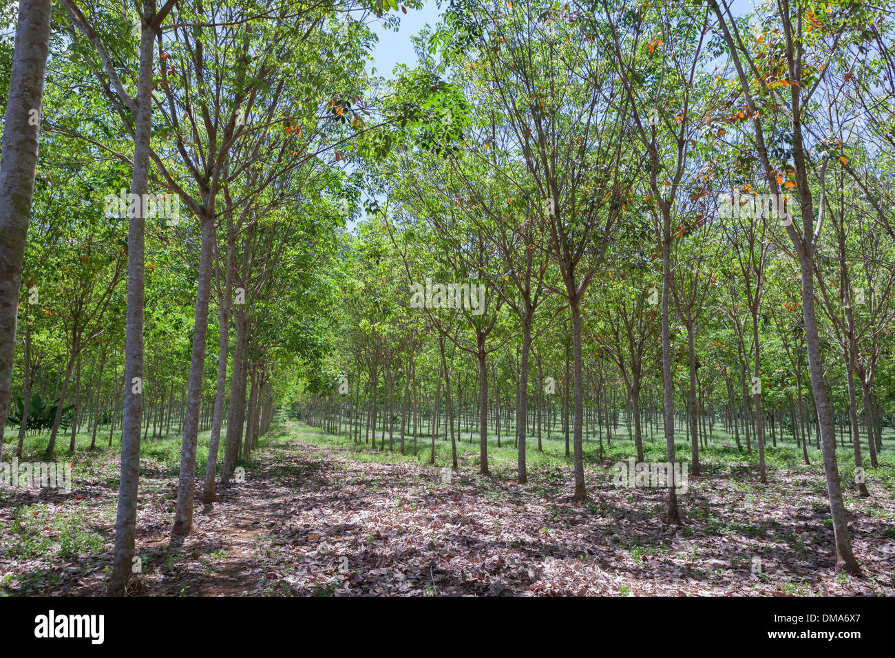 Rubber tree plantation, southern Thailand Stock Photo