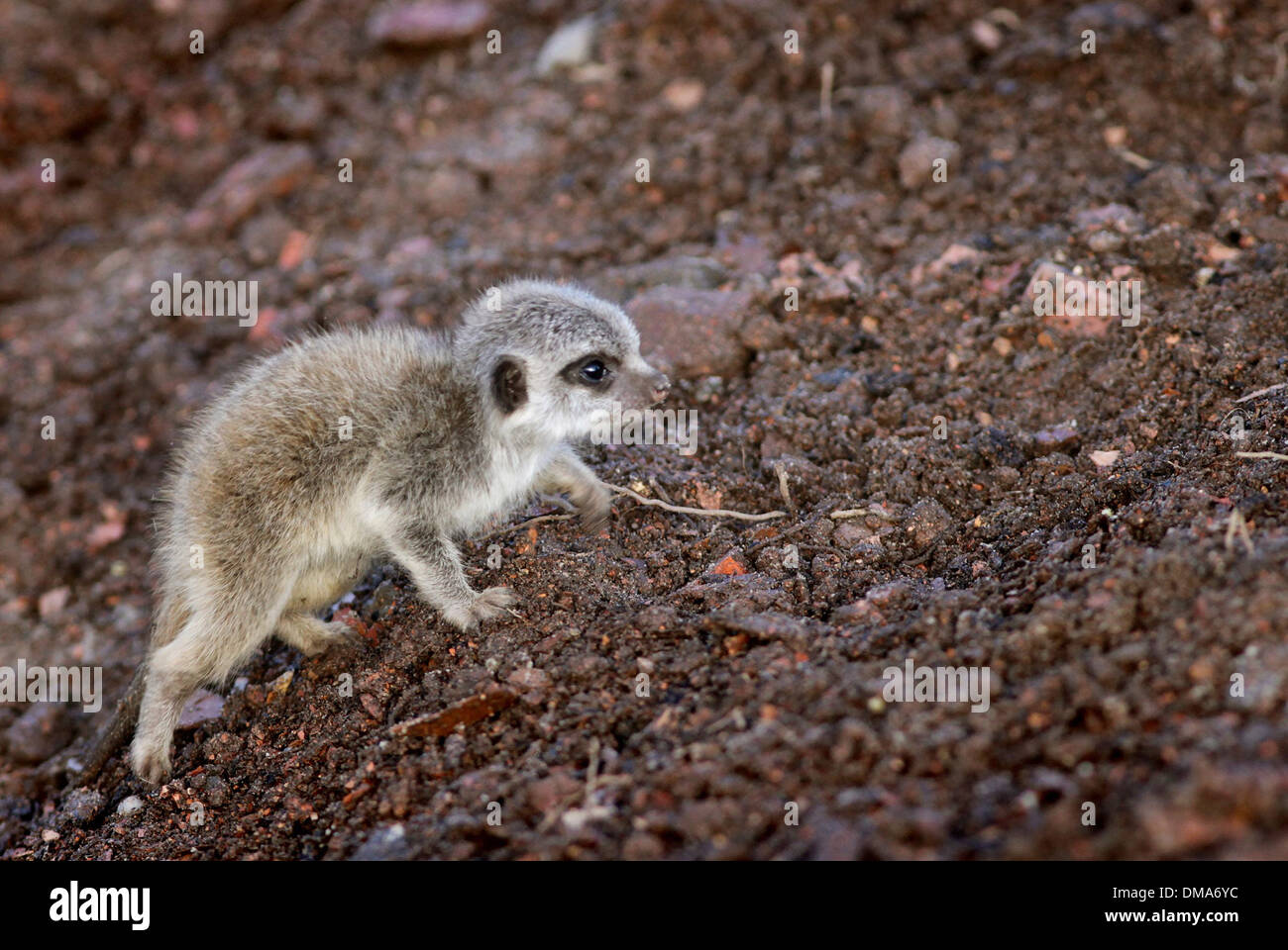 Meerkat cubs which have been born to mum Annie. Nov 12 2013. The pups believed to be a male and female are around two weeks old. Stock Photo