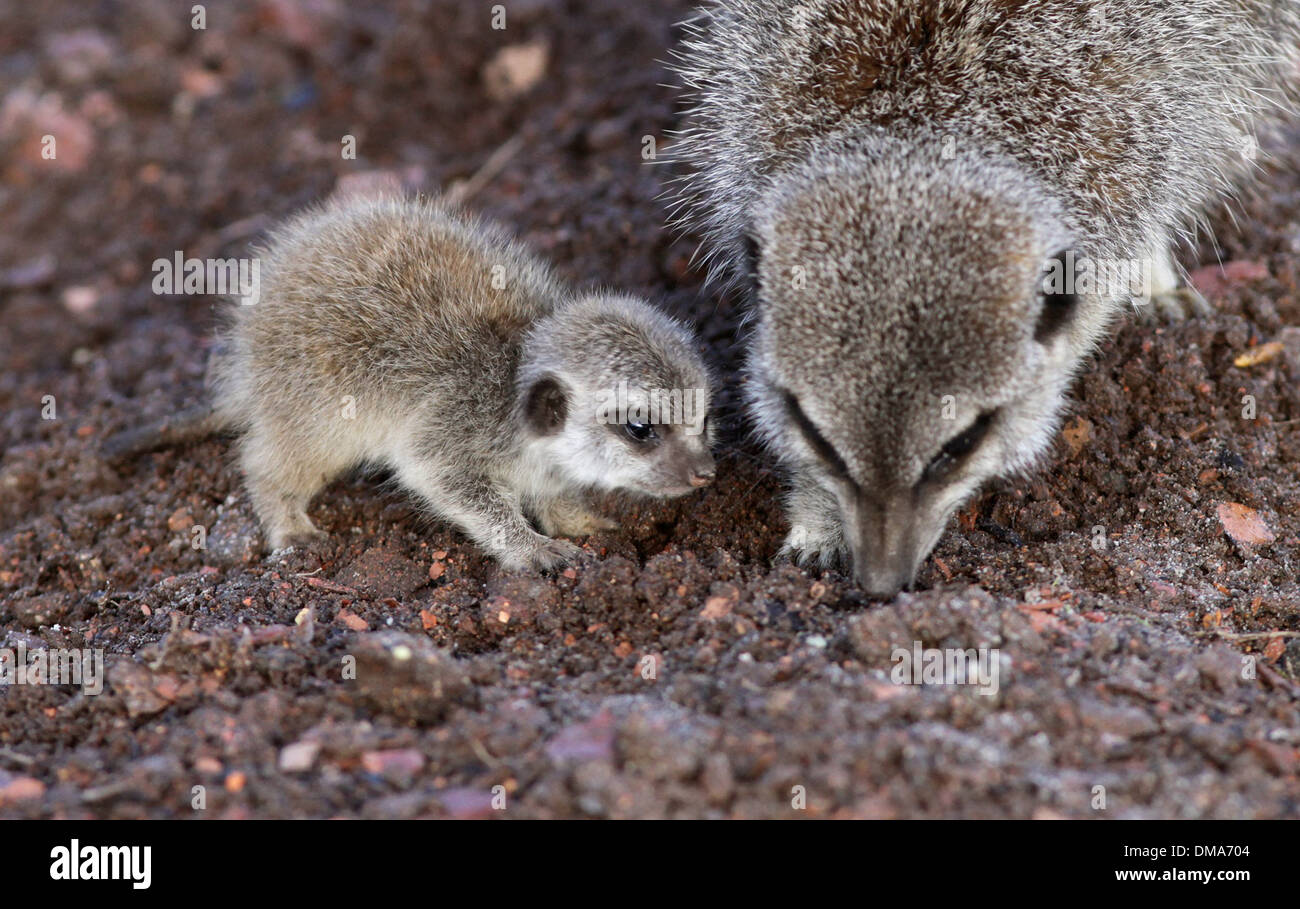 Meerkat cubs which have been born to mum Annie. Nov 12 2013. The pups believed to be a male and female are around two weeks old. Stock Photo