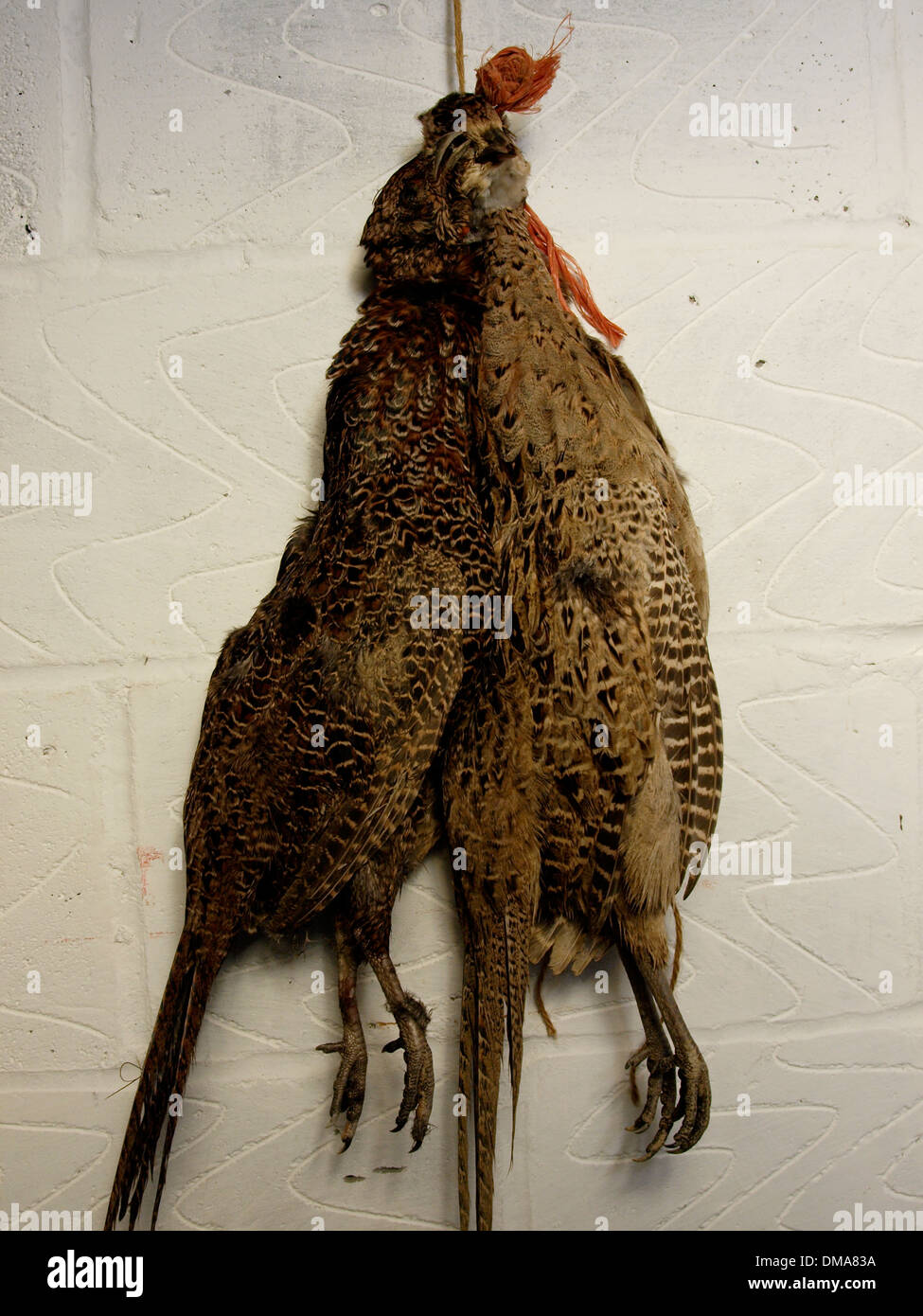 Brace of pheasants being hung, UK Stock Photo