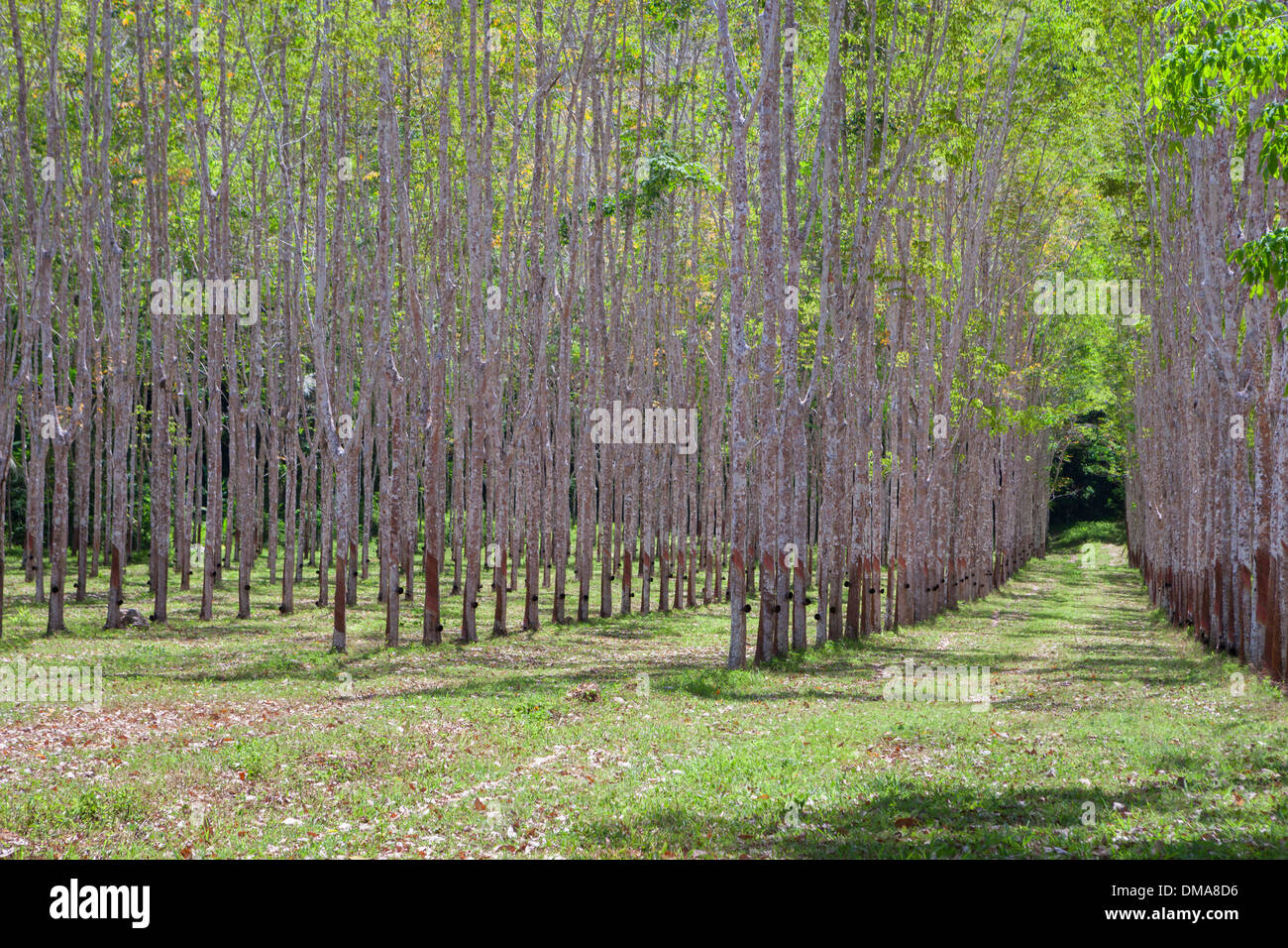 Rubber tree plantation with collecting bowls in Thailand Stock Photo