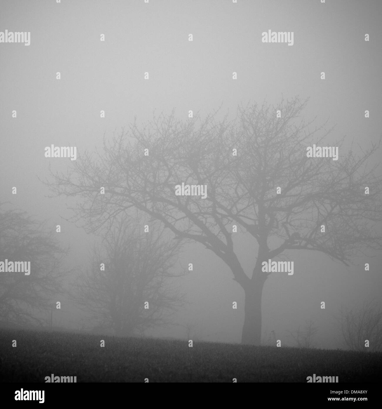 Tree in fog Stock Photo - Alamy