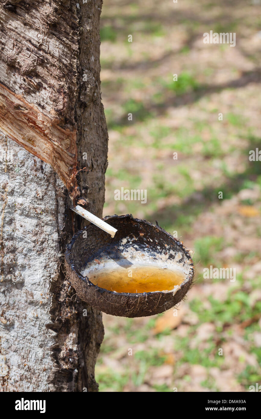 Latex sap dripping out of a tree in a rubber plantation, Thailand Stock Photo