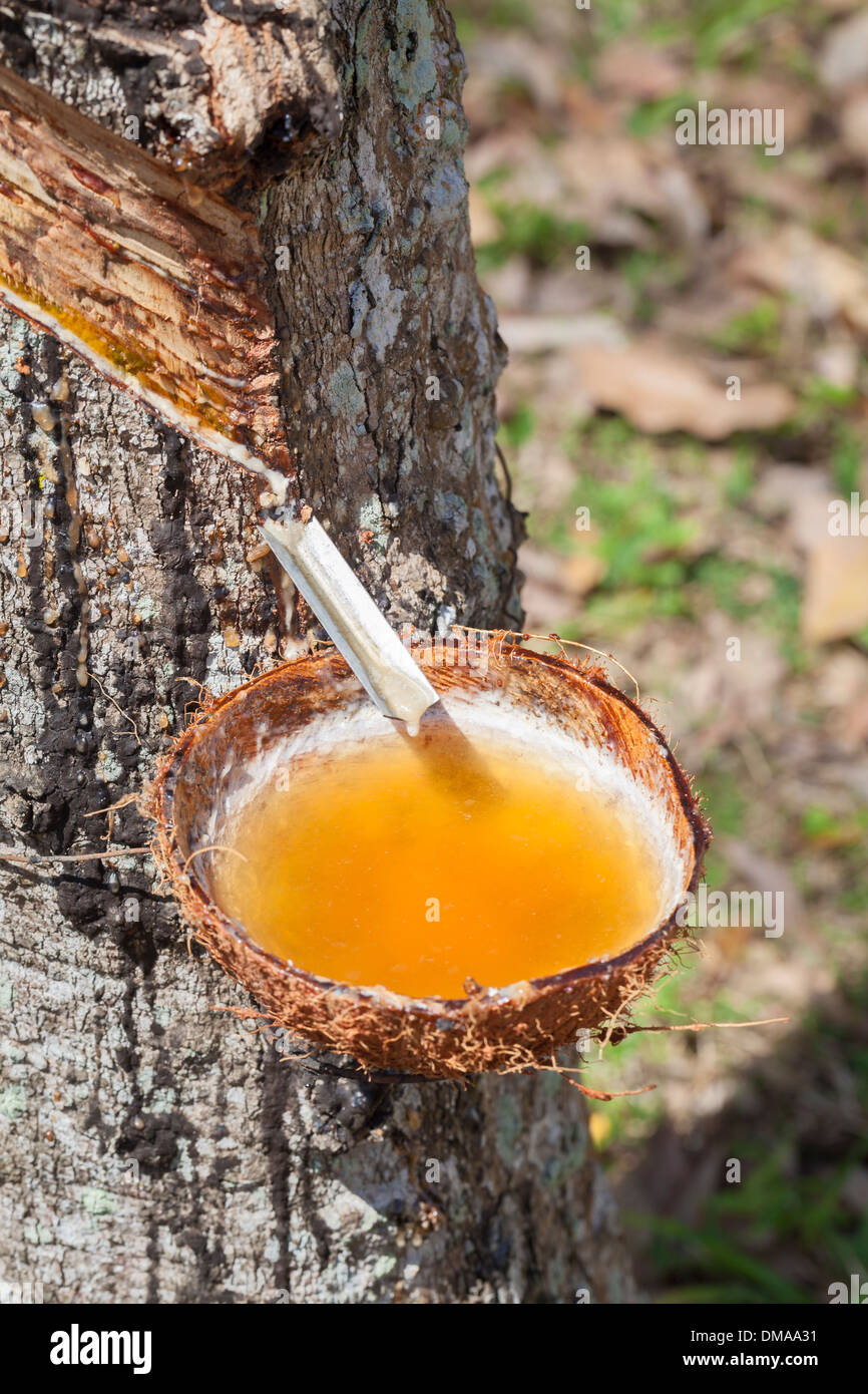 Latex sap dripping out of a tree in a rubber plantation, Thailand Stock Photo