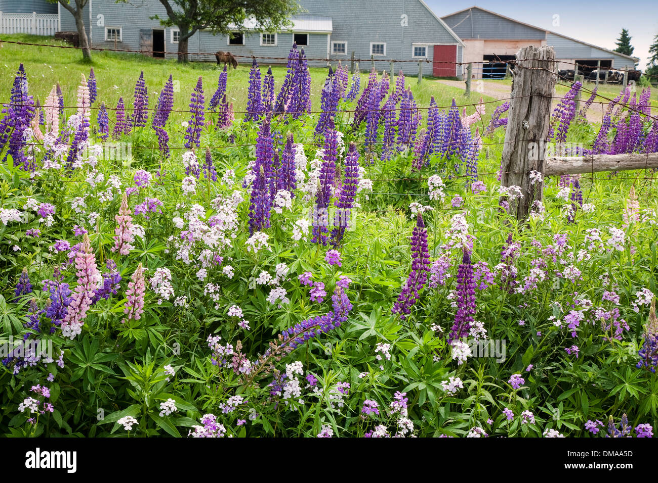 Wild lupins and phlox growing along the side of the road in Clinton, Prince Edward Island. Stock Photo