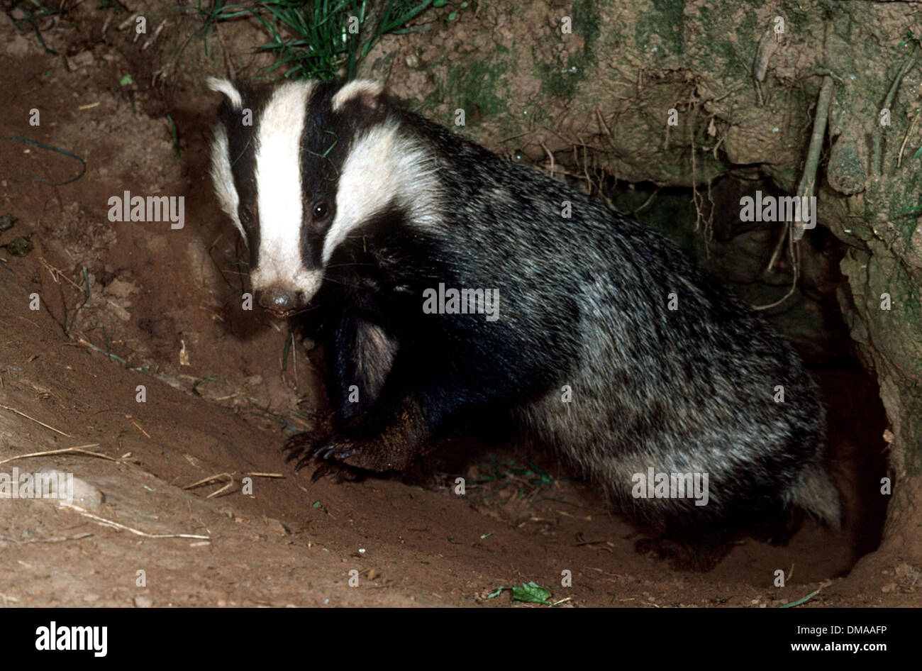 A badger. Stock Photo