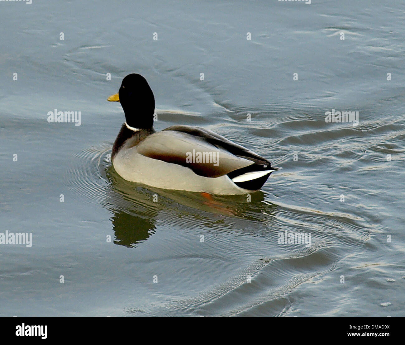 duck swims Stock Photo