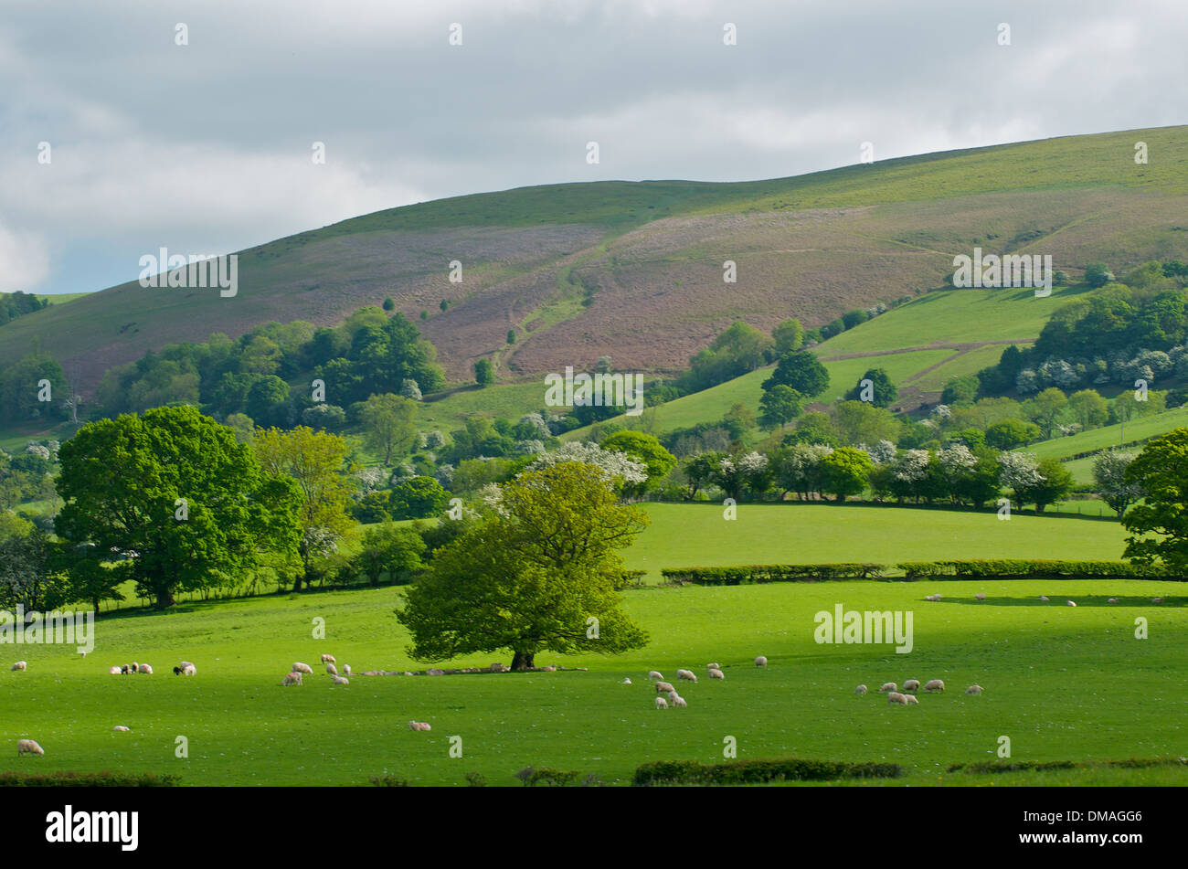 Landscape in Powys, Wales, UK Stock Photo