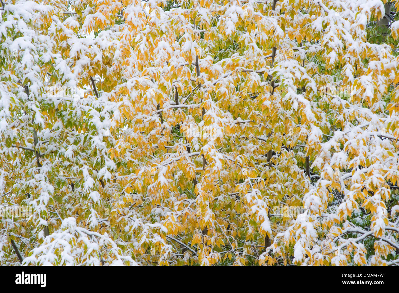 Trembling Aspen Stock Photos & Trembling Aspen Stock Images - Alamy