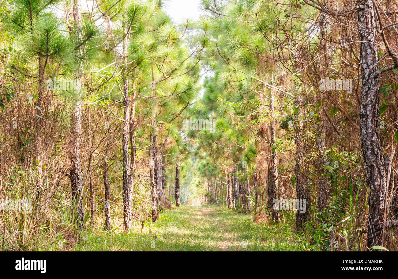 Ecological hike trail in pine forest, Thailand. Stock Photo