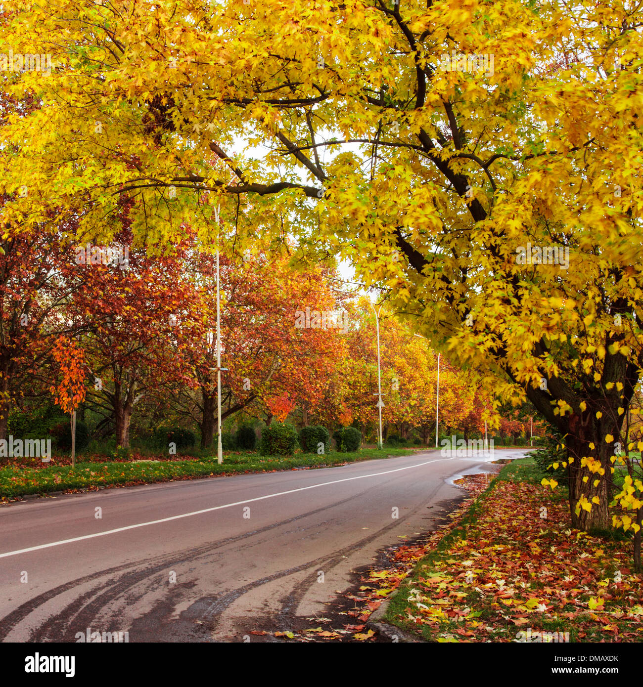 Autumn landscape with road and yellow and red leaves Stock Photo - Alamy