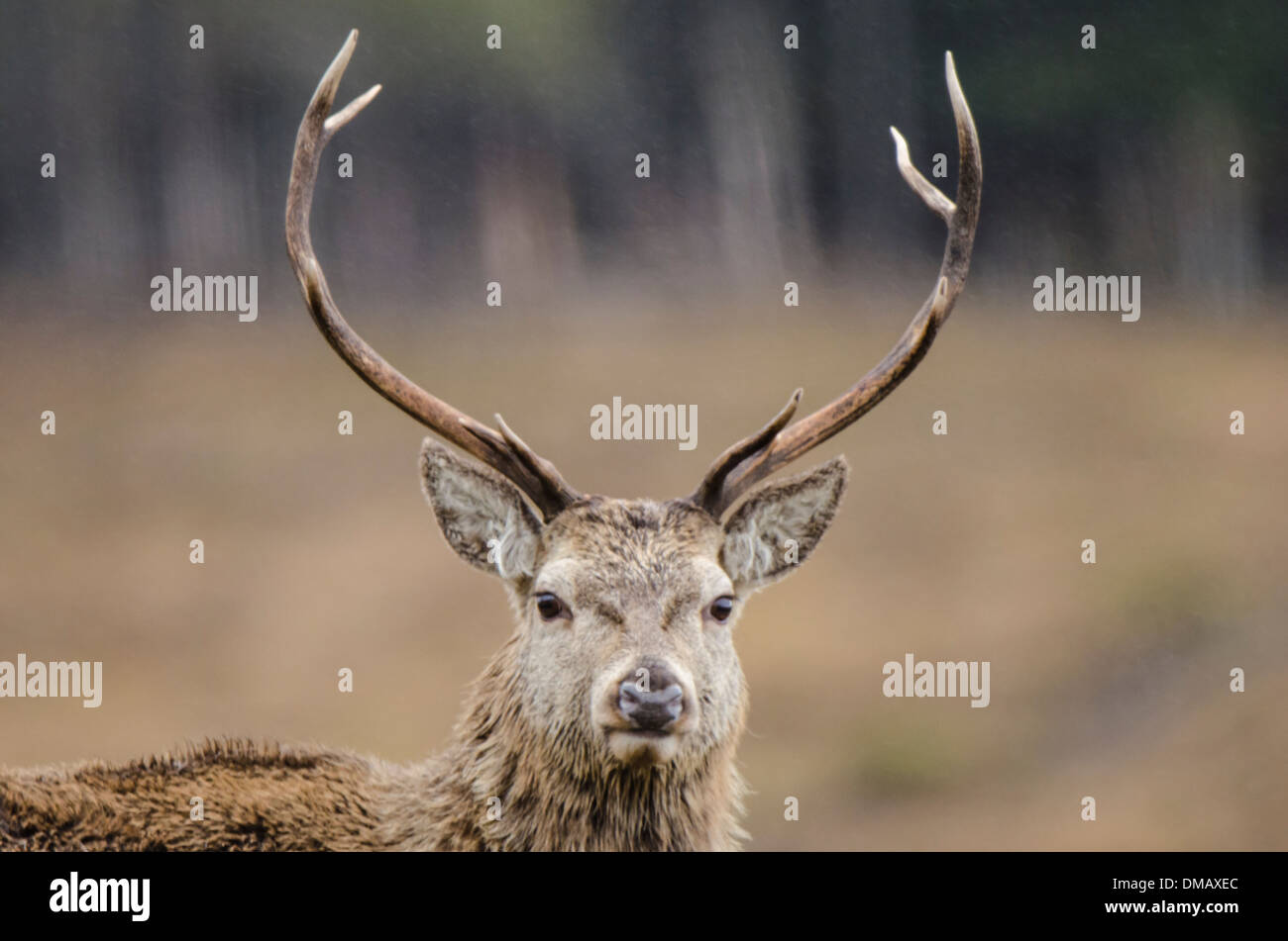 Head and neck showing antlers Stock Photo - Alamy