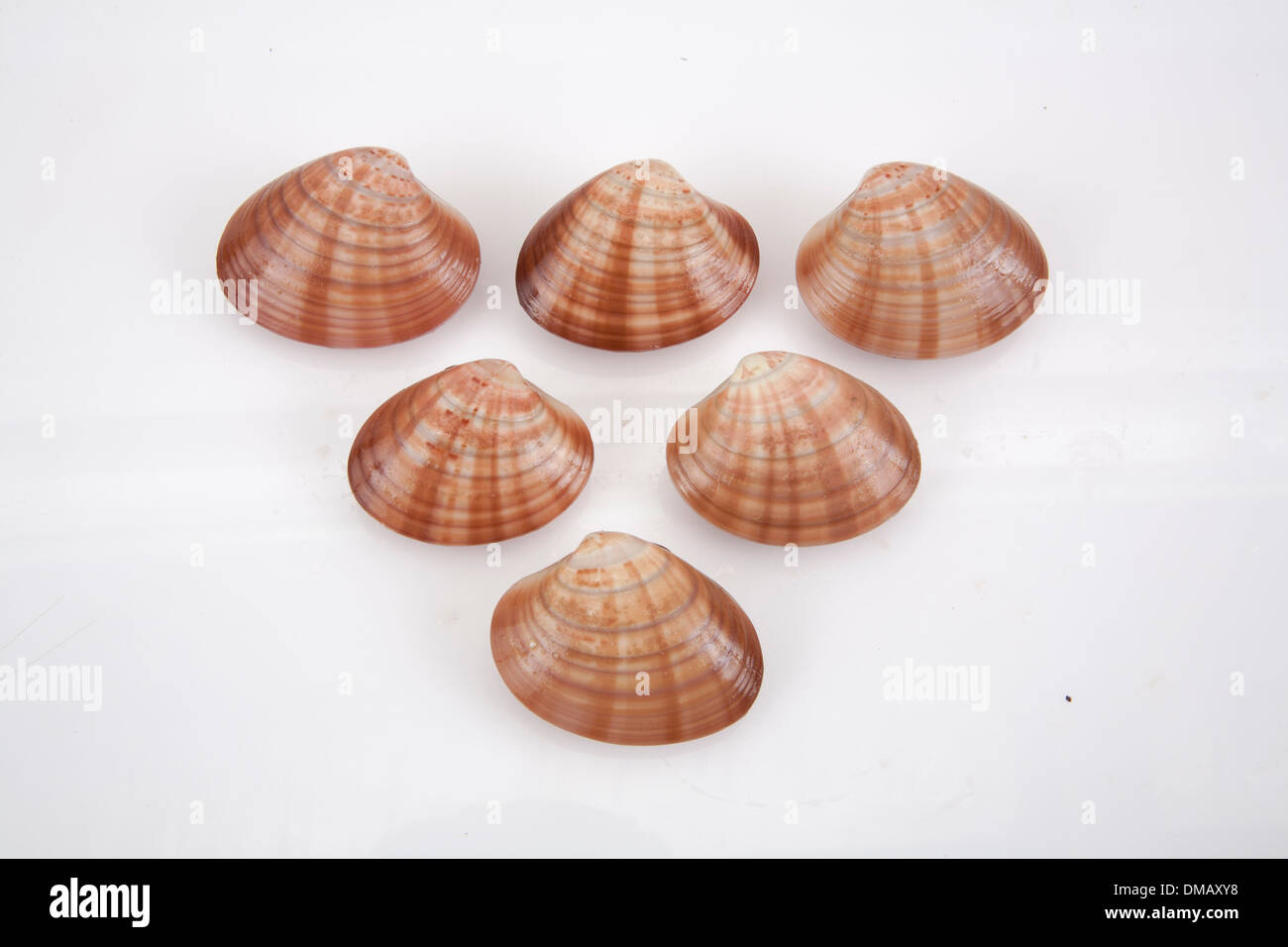 Clam shell raw food uncooked seafood eat product buy sell restaurants