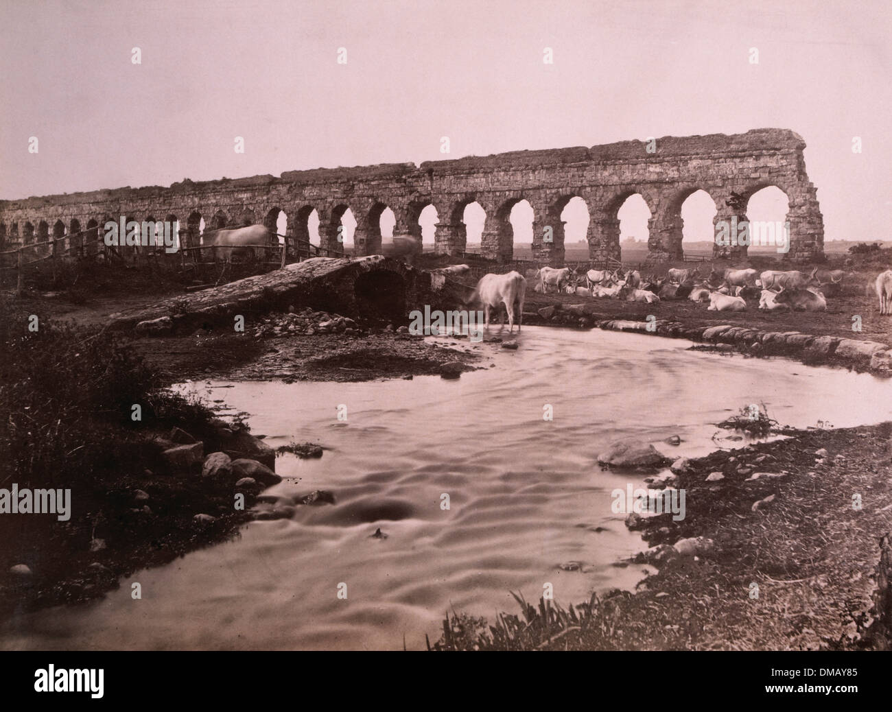 Roman Aqueduct and Cattle, Circa 1880 Stock Photo