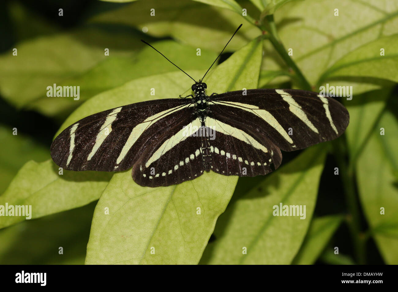 Zebra Longwing Or Zebra Heliconian Butterfly Heliconius Charithonia