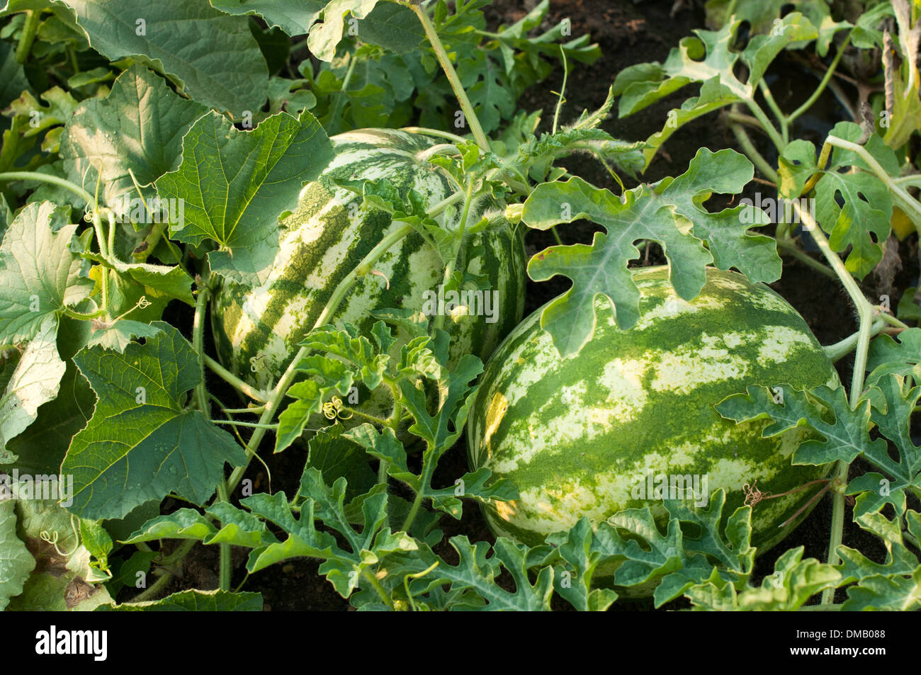 Watermelon plant in a vegetable garden stock image Stock Photo Alamy