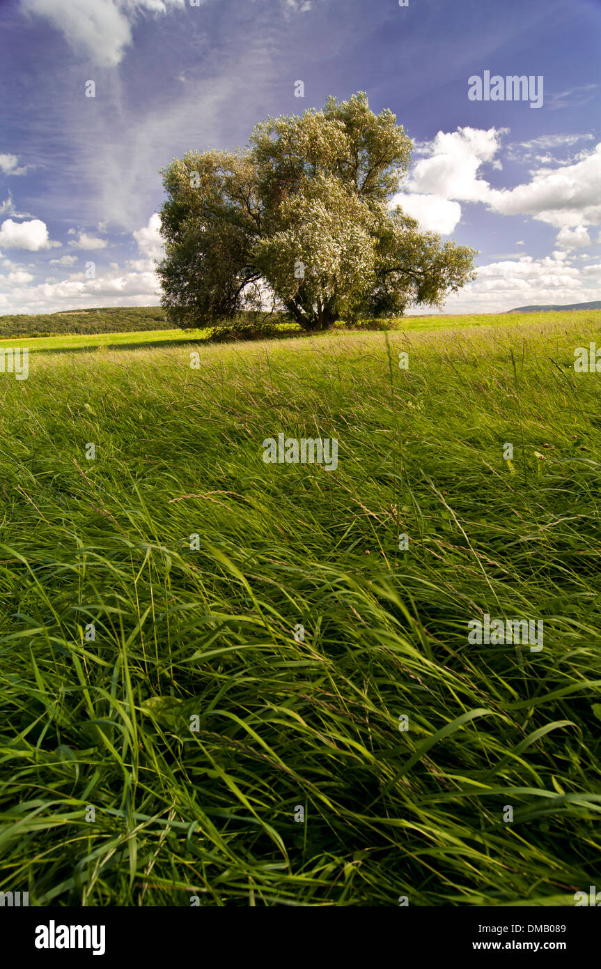 Single tree in a meadow Stock Photo