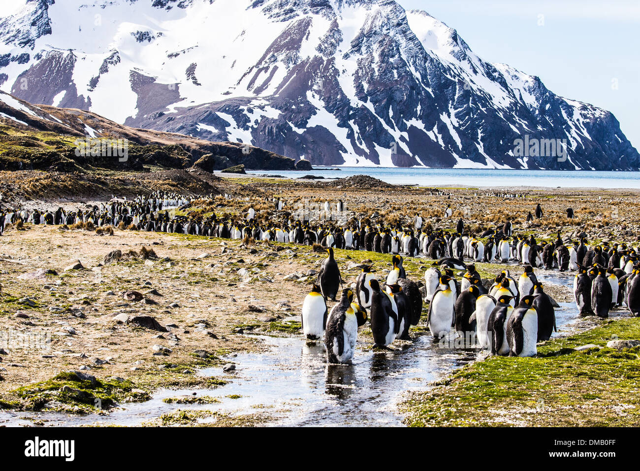 A S-bend  of King Penguins Stock Photo