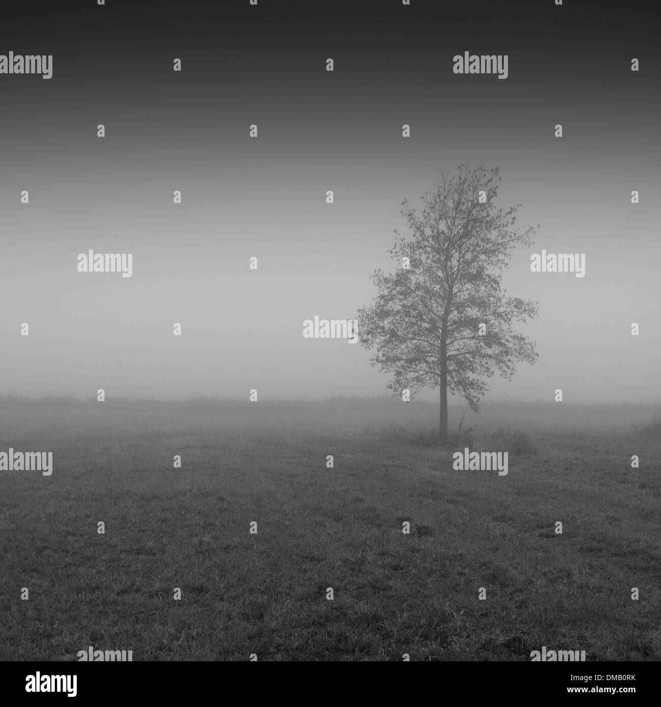 Single tree in the mist Stock Photo - Alamy