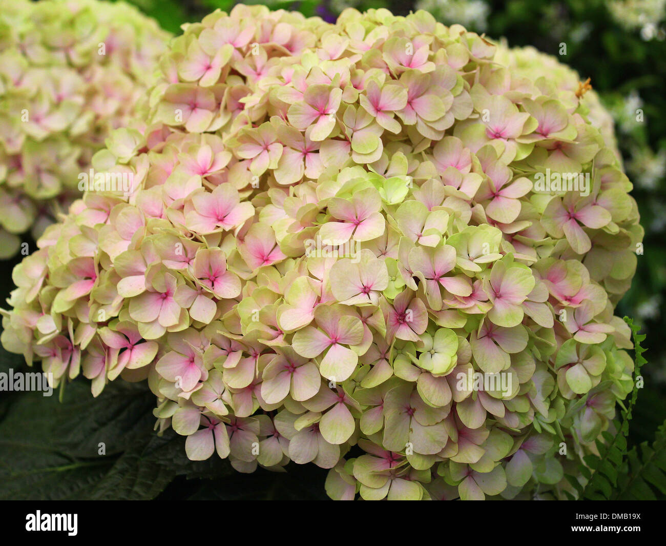 Light Green and Pink Single Hydrangea Stock Photo Alamy