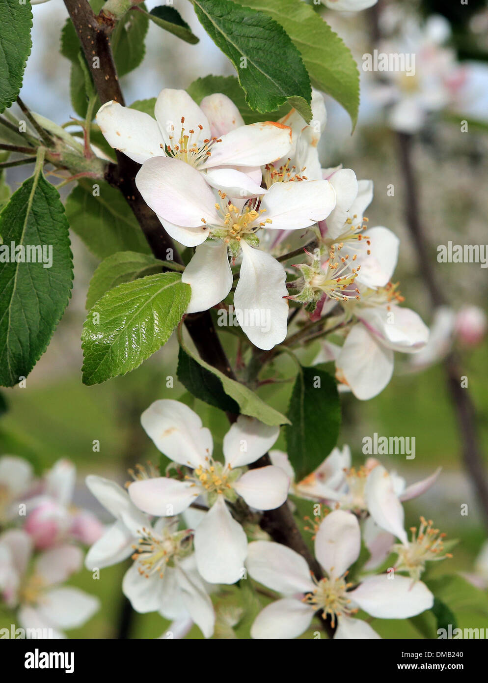 Apple blossom for cider making. Stock Photo