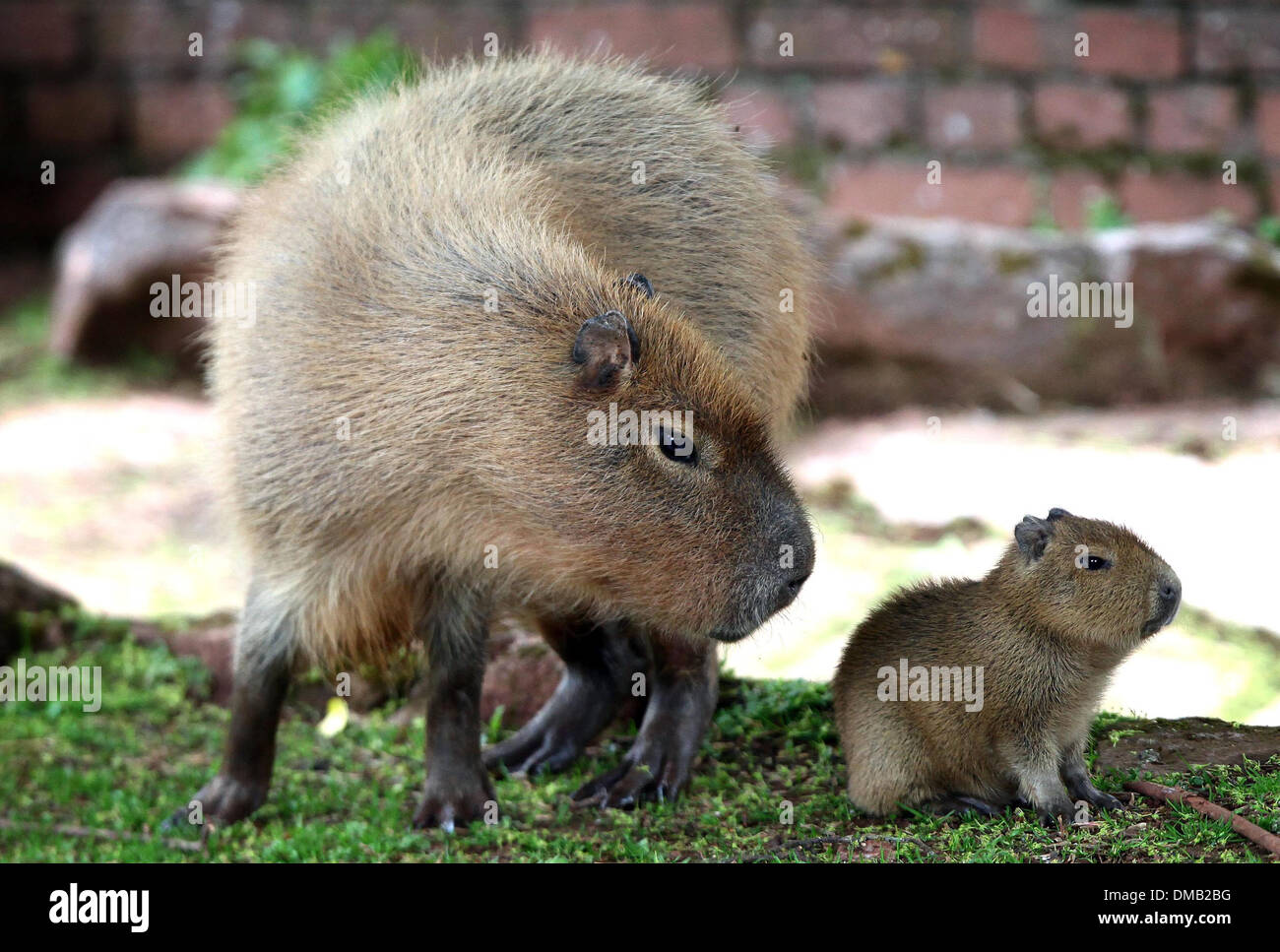 A Baby Capybara And It S Mother At Paignton Zoo In Devon Stock Photo Alamy A Baby Capybara And It S Mother At Paignton Zoo In Devon Stock Photo Alamy