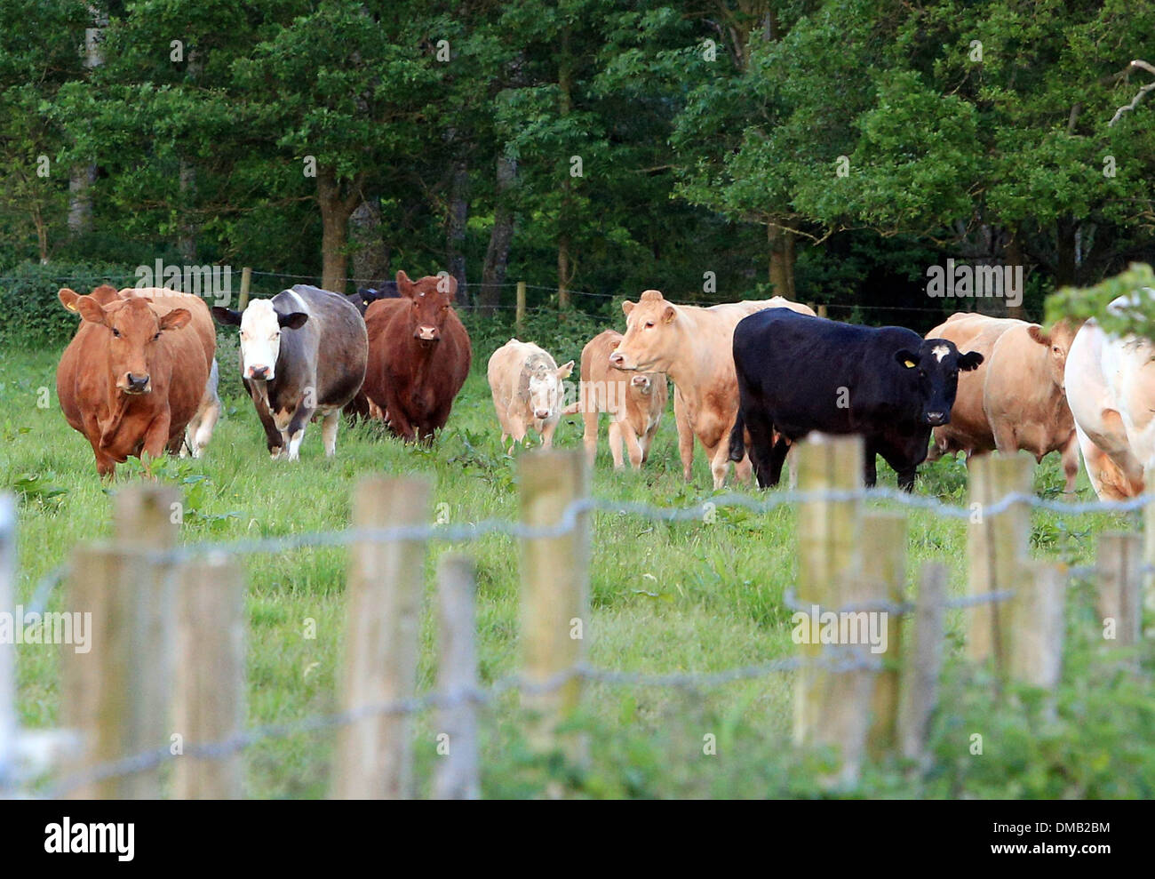 Cattle on Forthampton Farm, Gloucestershire. Stock Photo