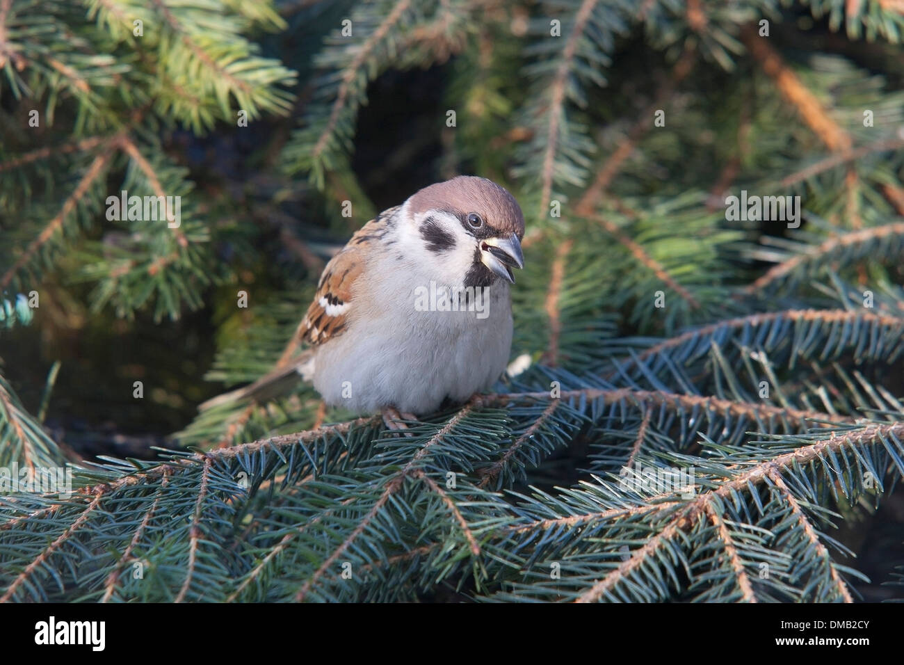 Eurasian Tree Sparrow (Passer montanus) Stock Photo