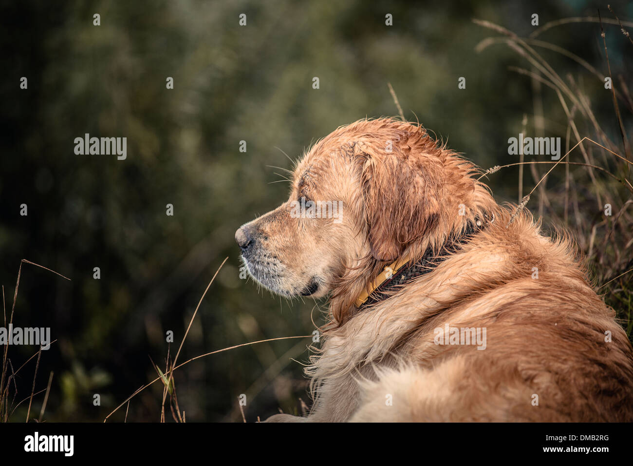 Golden retriever dog soaking hi-res stock photography and images - Alamy