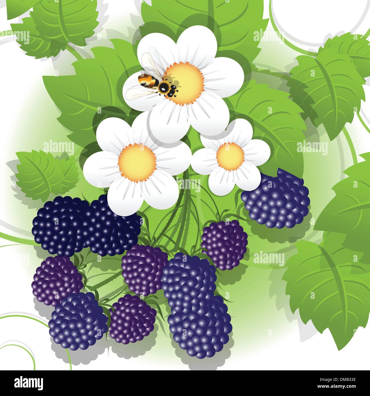 Blackberry plant Stock Vector Images Alamy