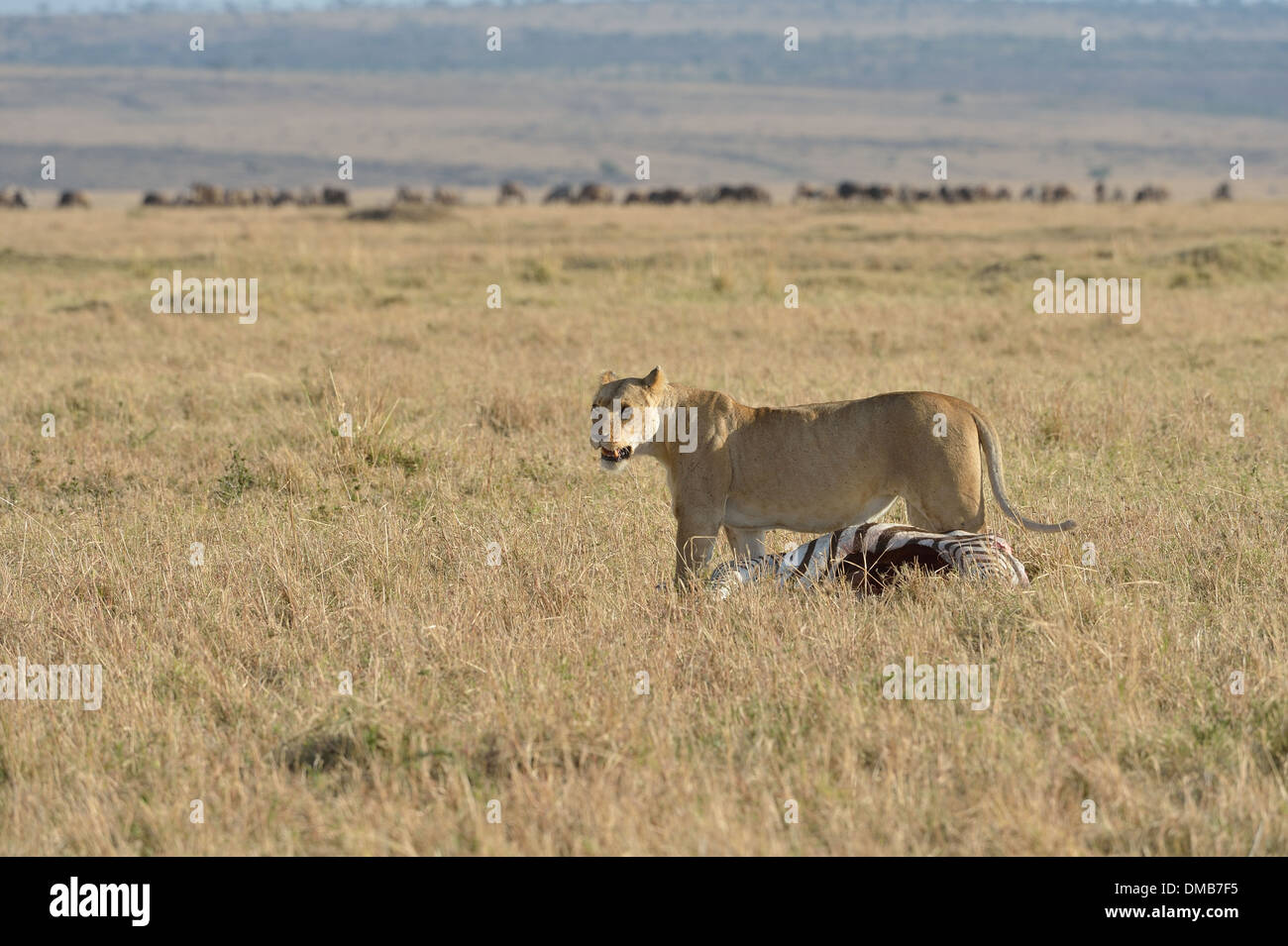 East African Lion - Massai Lion (Panthera leo nubica) lioness carrying ...