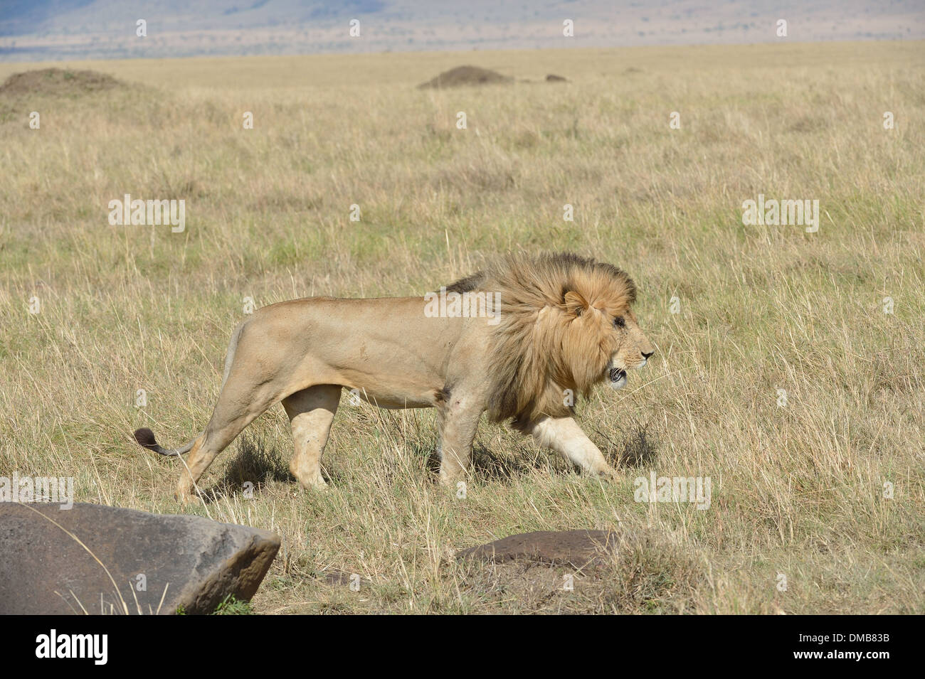 east-african-lion-massai-lion-panthera-leo-nubica-male-walking-in