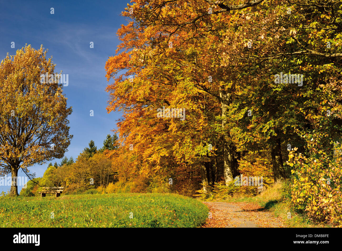 Germany, Nature Park Odenwald: Trekking path and autumn forest at Katzenbuckel mountain Stock Photo